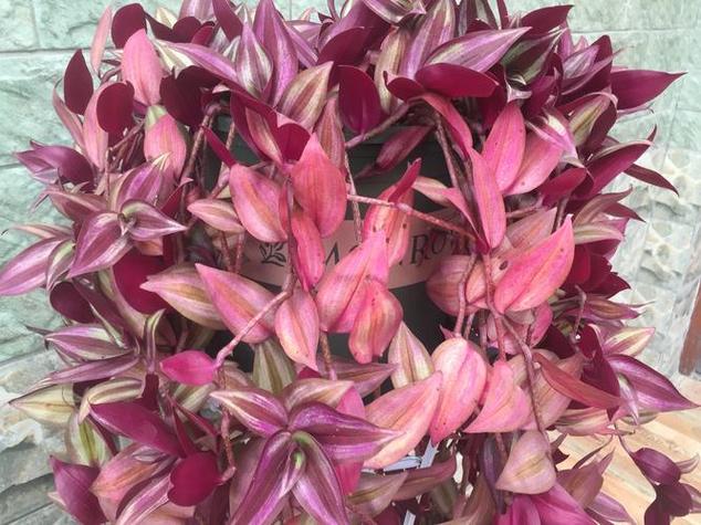 吊竹梅秋天怎么养？吊竹梅秋天怎么养护和管理？-第5张图片-优品飞百科