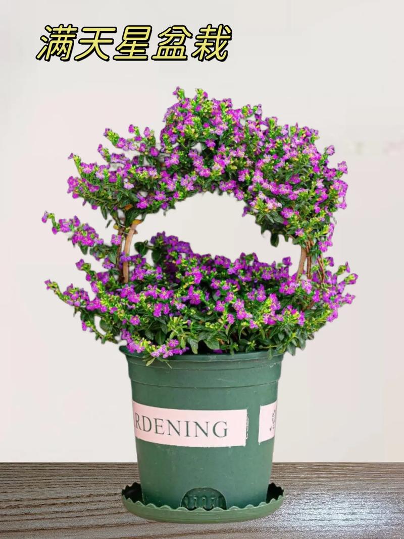 满天星一盆种几颗,满天星一盆种几颗能爆盆-第1张图片-优品飞百科 满天星一盆种几颗,满天星一盆种几颗能爆盆-第1张图片-优品飞百科