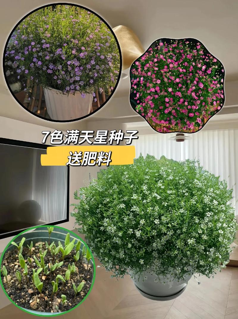 满天星一盆种几颗,满天星一盆种几颗能爆盆-第2张图片-优品飞百科 满天星一盆种几颗,满天星一盆种几颗能爆盆-第2张图片-优品飞百科