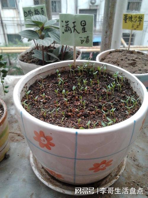 满天星一盆种几颗,满天星一盆种几颗能爆盆-第3张图片-优品飞百科 满天星一盆种几颗,满天星一盆种几颗能爆盆-第3张图片-优品飞百科