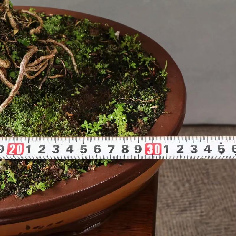 满天星一盆种几颗,满天星一盆种几颗能爆盆-第5张图片-优品飞百科 满天星一盆种几颗,满天星一盆种几颗能爆盆-第5张图片-优品飞百科