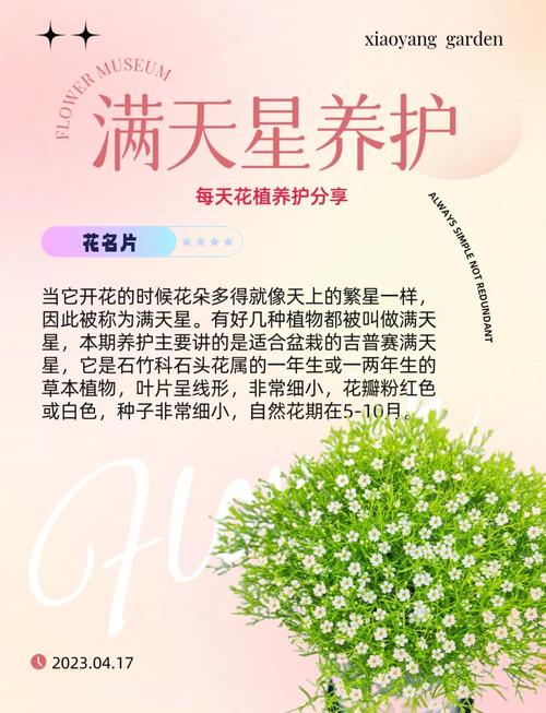 满天星一盆种几颗,满天星一盆种几颗能爆盆-第6张图片-优品飞百科 满天星一盆种几颗,满天星一盆种几颗能爆盆-第6张图片-优品飞百科