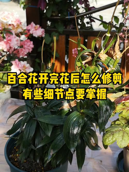 百合开完花以后怎么办？百合开完花后还能再开吗？