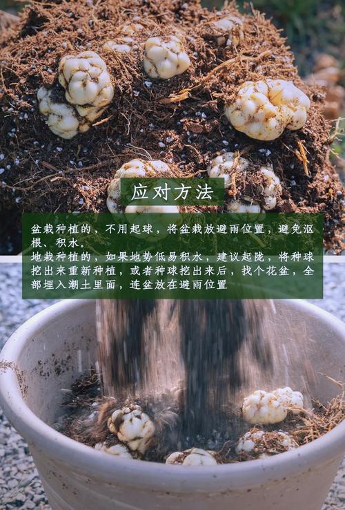 百合开完花以后怎么办？百合开完花后还能再开吗？-第2张图片-优品飞百科