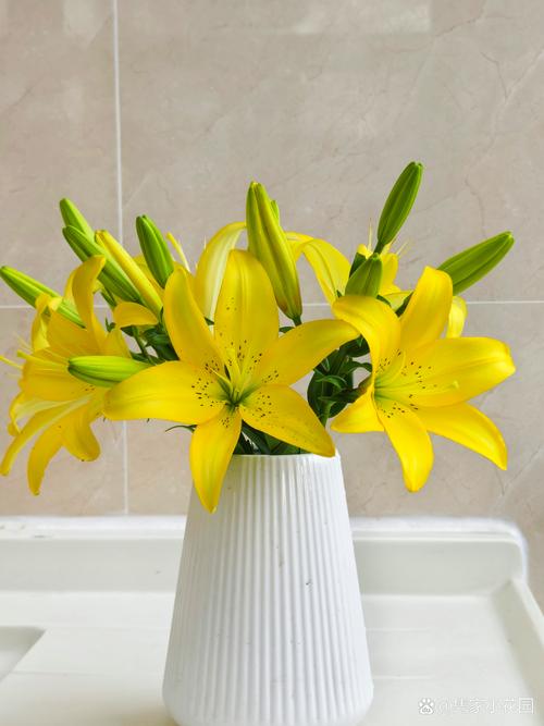 百合开完花以后怎么办？百合开完花后还能再开吗？-第3张图片-优品飞百科