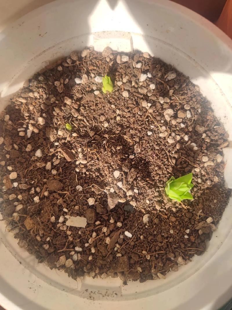 百合开完花以后怎么办？百合开完花后还能再开吗？-第4张图片-优品飞百科