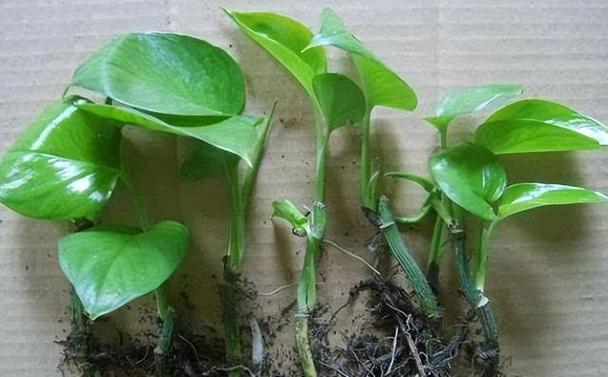 绿萝插枝多长时间生根，绿萝插枝多长时间生根啊-第1张图片-优品飞百科