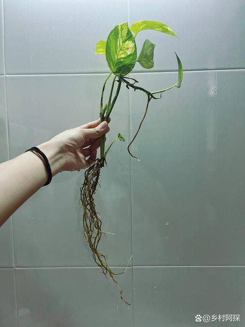 绿萝插枝多长时间生根，绿萝插枝多长时间生根啊-第2张图片-优品飞百科