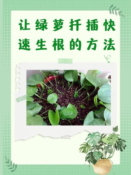 绿萝插枝多长时间生根，绿萝插枝多长时间生根啊-第3张图片-优品飞百科