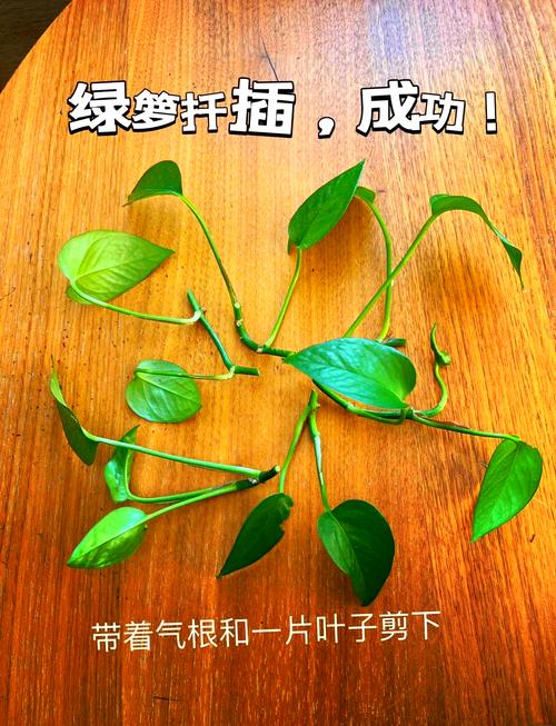 绿萝插枝多长时间生根，绿萝插枝多长时间生根啊-第4张图片-优品飞百科