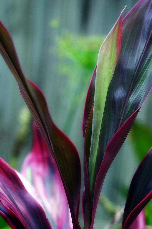 新买的紫背竹芋怎么养，紫背竹芋需要什么肥料？