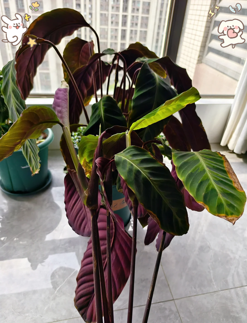 新买的紫背竹芋怎么养，紫背竹芋需要什么肥料？-第2张图片-优品飞百科