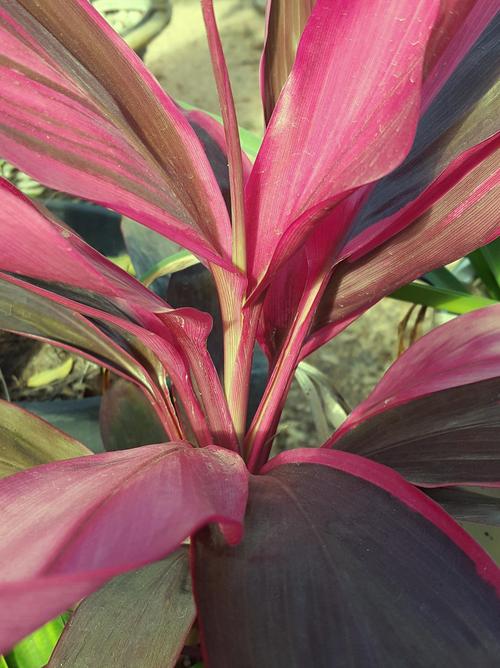 新买的紫背竹芋怎么养，紫背竹芋需要什么肥料？-第3张图片-优品飞百科