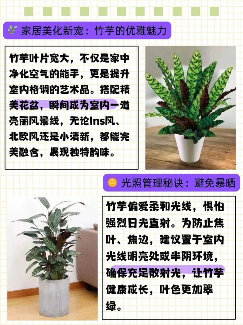 新买的紫背竹芋怎么养，紫背竹芋需要什么肥料？-第4张图片-优品飞百科