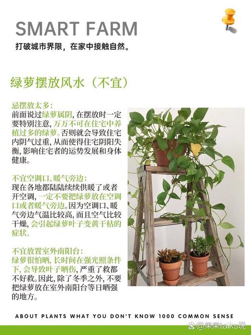 怎么养出大叶的绿萝,怎么养出大叶的绿萝呢-第1张图片-优品飞百科 怎么养出大叶的绿萝,怎么养出大叶的绿萝呢-第1张图片-优品飞百科