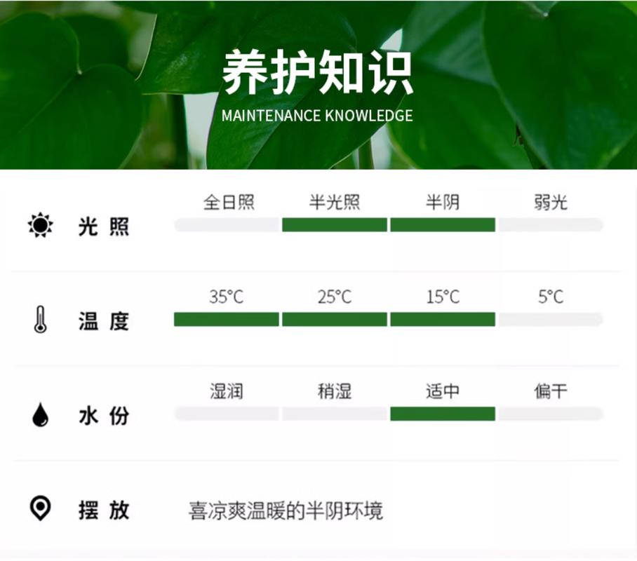 怎么养出大叶的绿萝,怎么养出大叶的绿萝呢-第3张图片-优品飞百科 怎么养出大叶的绿萝,怎么养出大叶的绿萝呢-第3张图片-优品飞百科
