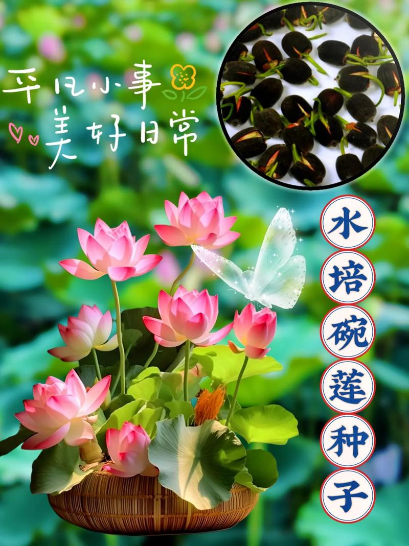 碗莲如何水培？碗莲如何水培需要泥土吗？-第2张图片-优品飞百科