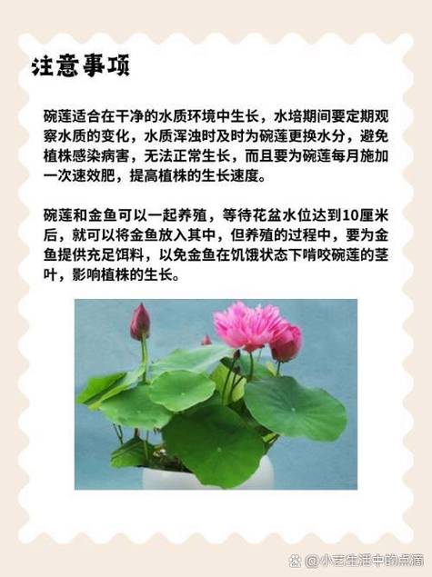 碗莲如何水培？碗莲如何水培需要泥土吗？-第4张图片-优品飞百科