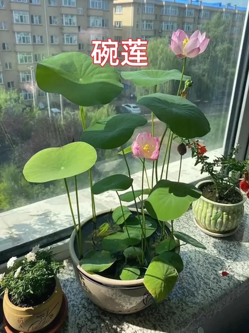 碗莲如何水培？碗莲如何水培需要泥土吗？-第5张图片-优品飞百科
