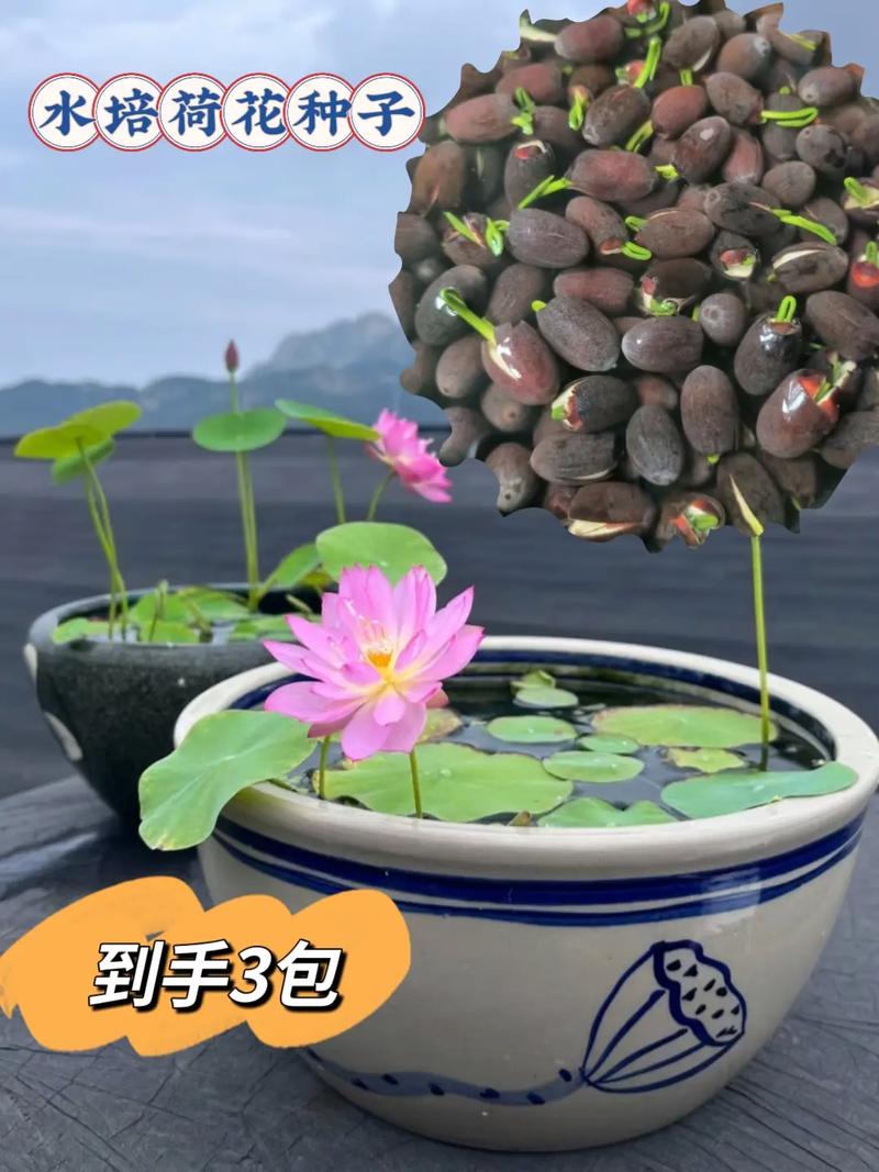 碗莲如何水培？碗莲如何水培需要泥土吗？-第6张图片-优品飞百科