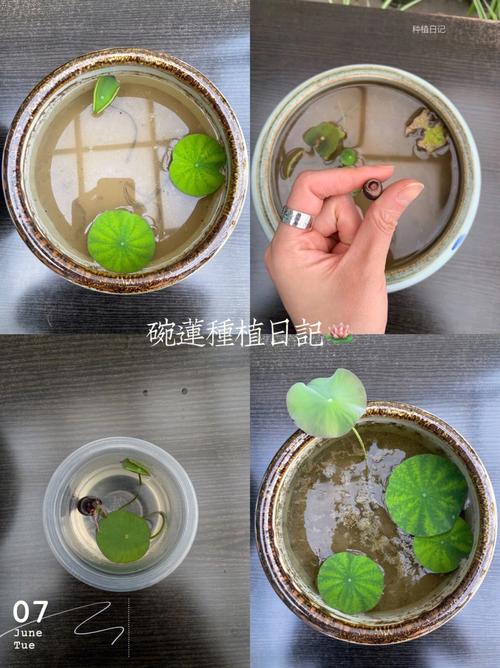碗莲如何水培？碗莲如何水培需要泥土吗？-第7张图片-优品飞百科