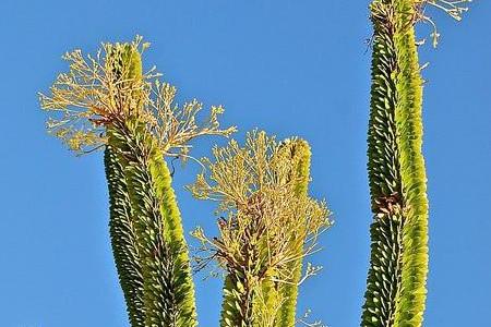 亚蜡木播种方法，白蜡木和亚花梨