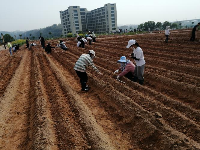 亚蜡木播种方法，白蜡木和亚花梨-第4张图片-优品飞百科