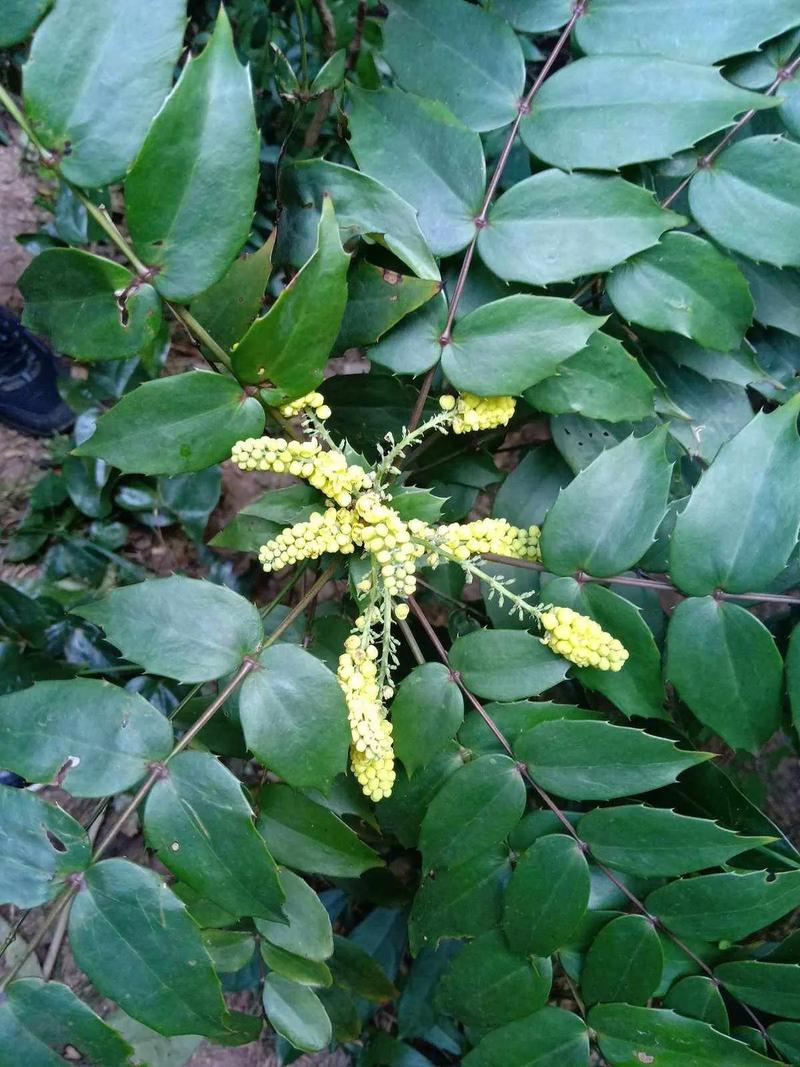 前十功劳的养殖方法？前十功劳盆景怎么养？