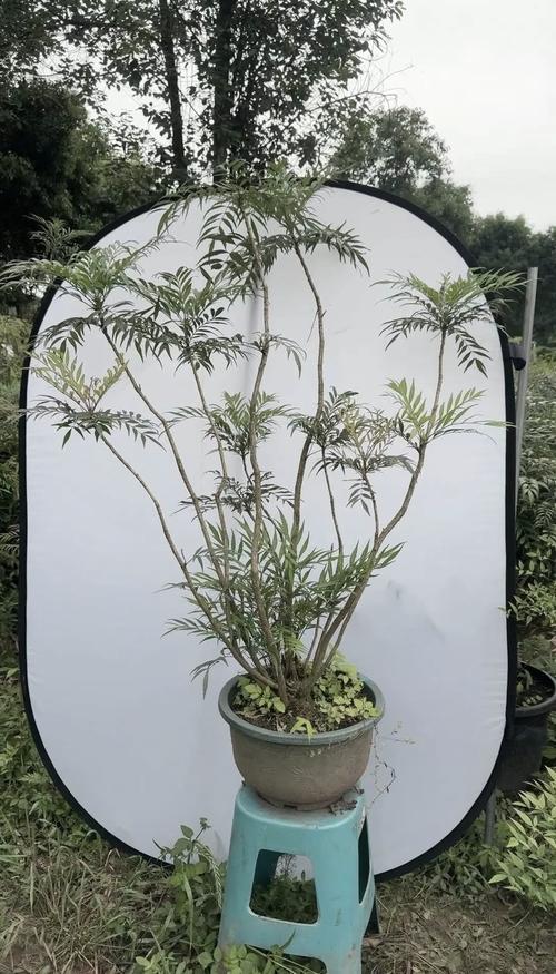 前十功劳的养殖方法？前十功劳盆景怎么养？-第2张图片-优品飞百科