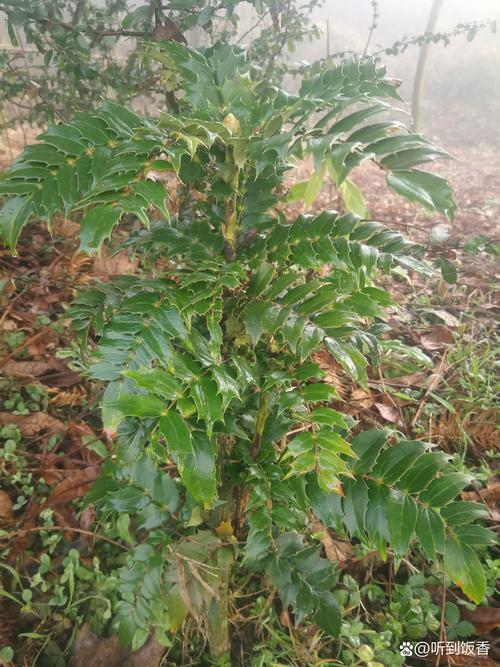 前十功劳的养殖方法？前十功劳盆景怎么养？-第3张图片-优品飞百科