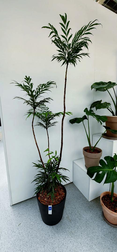 前十功劳的养殖方法？前十功劳盆景怎么养？-第4张图片-优品飞百科