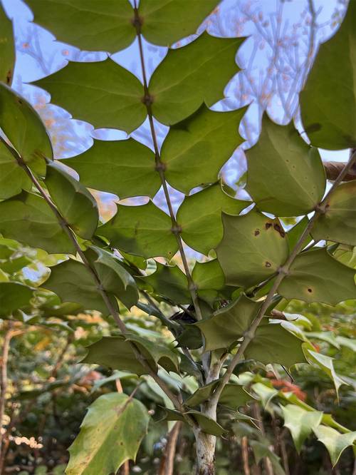 前十功劳的养殖方法？前十功劳盆景怎么养？-第5张图片-优品飞百科