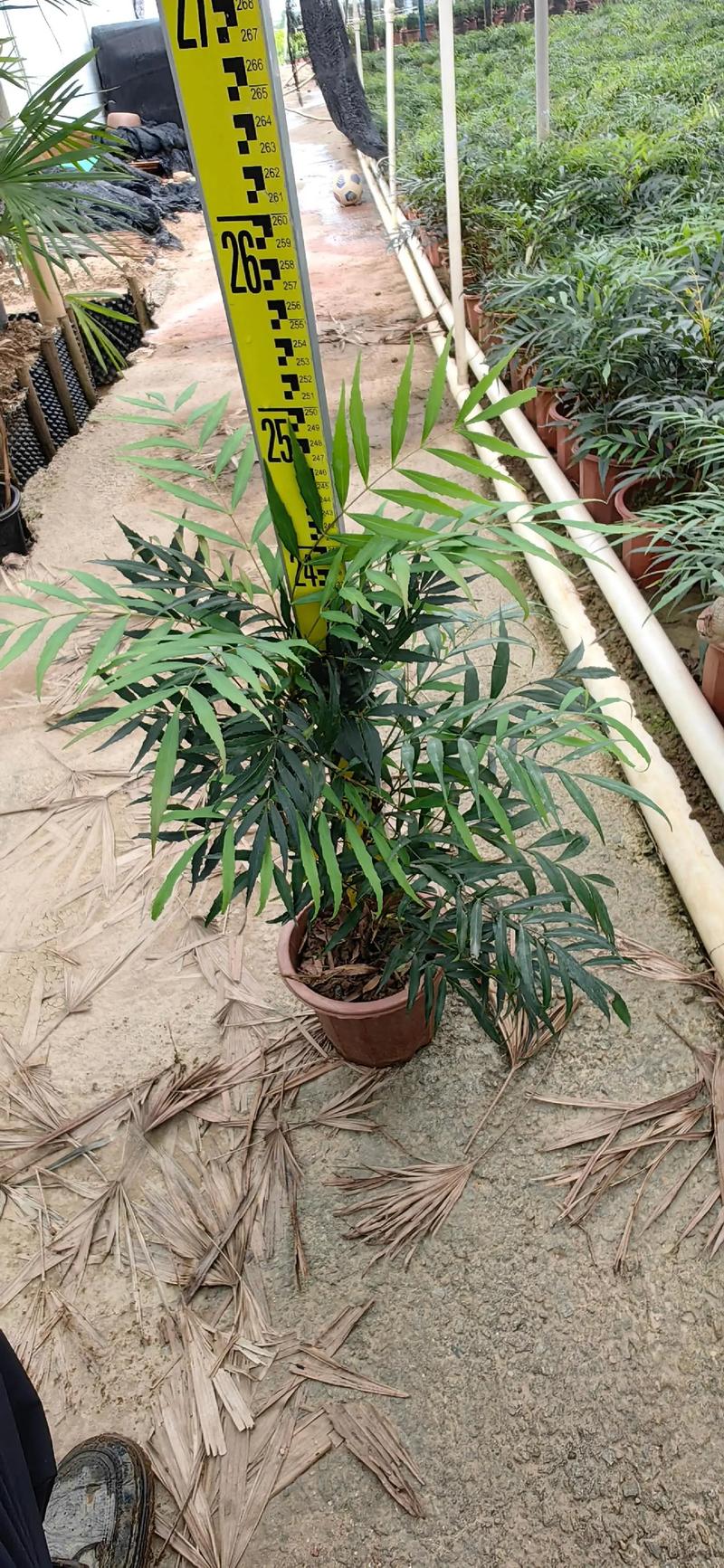 前十功劳的养殖方法？前十功劳盆景怎么养？-第7张图片-优品飞百科