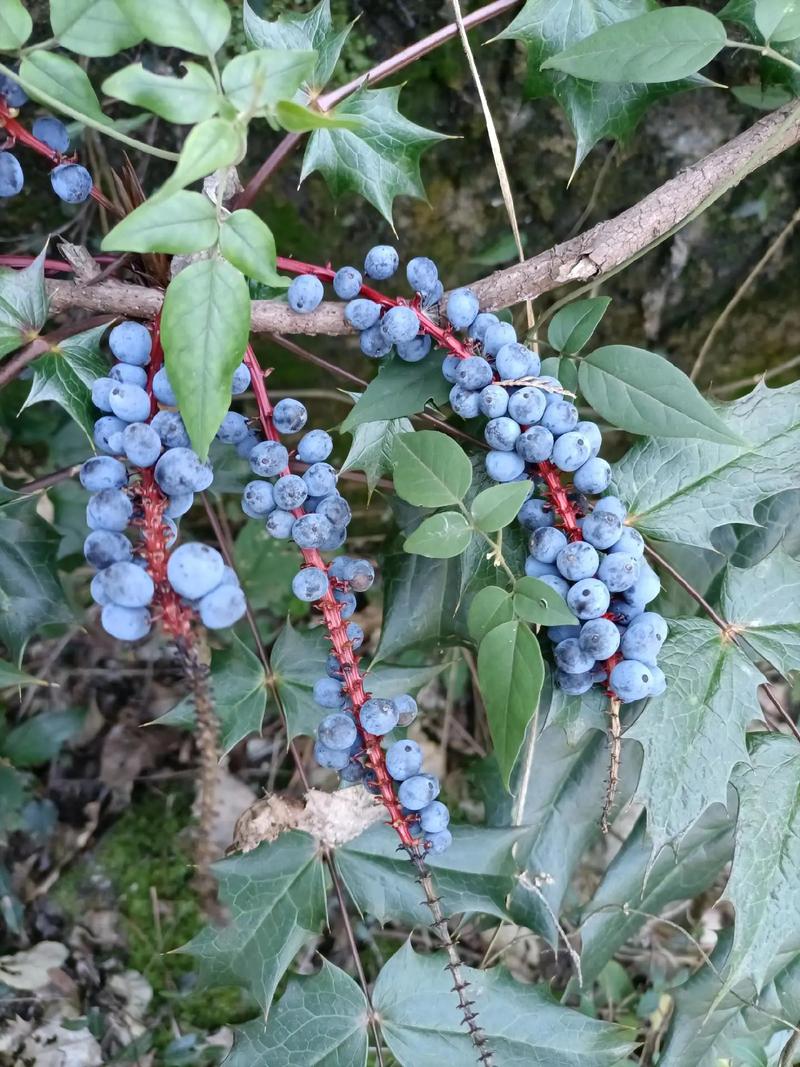 前十功劳的养殖方法？前十功劳盆景怎么养？-第8张图片-优品飞百科