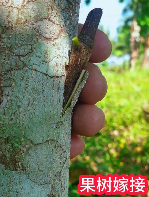 嫁接果树的最佳时间，2025年嫁接果树的最佳时间-第2张图片-优品飞百科