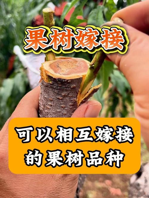嫁接果树的最佳时间，2025年嫁接果树的最佳时间-第3张图片-优品飞百科