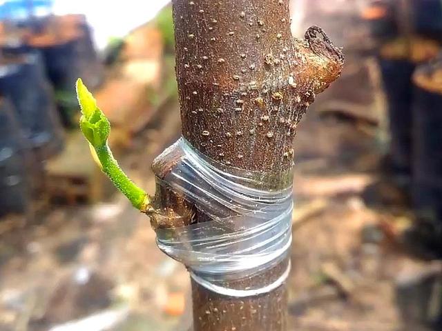 嫁接果树的最佳时间，2025年嫁接果树的最佳时间-第5张图片-优品飞百科