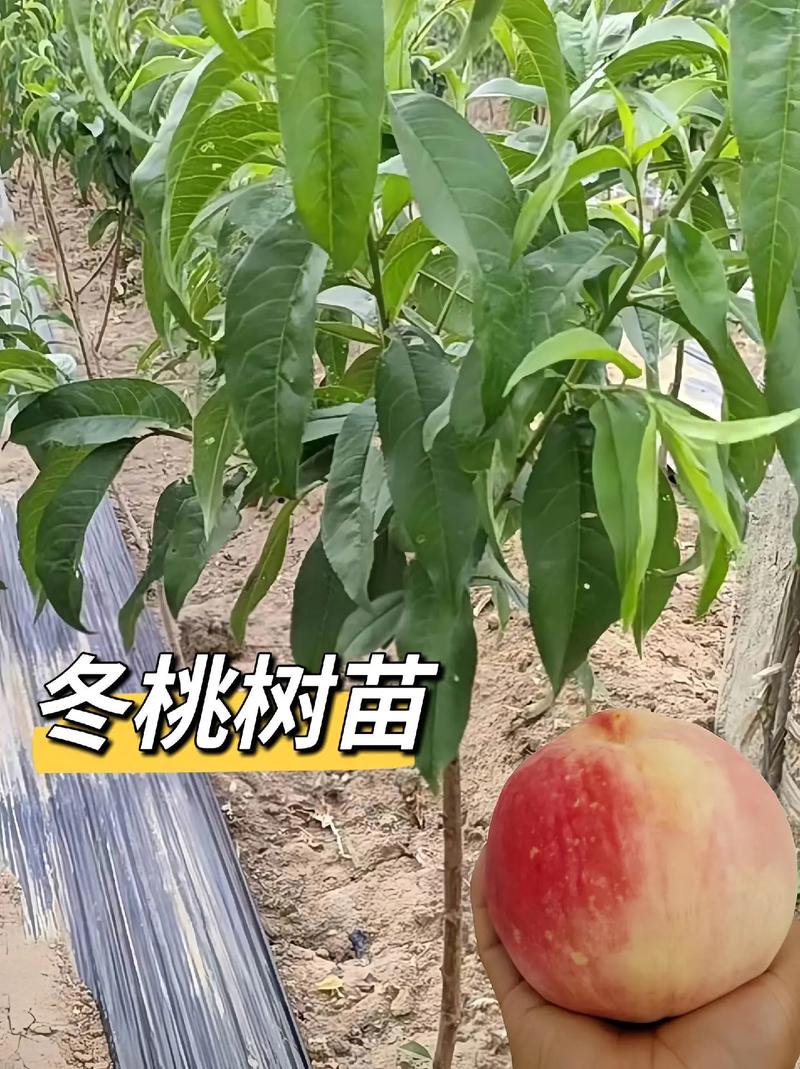 嫁接果树的最佳时间，2025年嫁接果树的最佳时间-第6张图片-优品飞百科