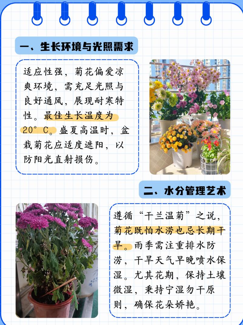 菊花怎么判断浇水多少，菊花要浇多少水？