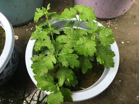 菊花怎么判断浇水多少，菊花要浇多少水？-第2张图片-优品飞百科