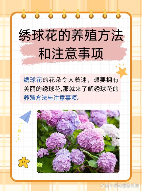 室内绣球这么养？室内 绣球？