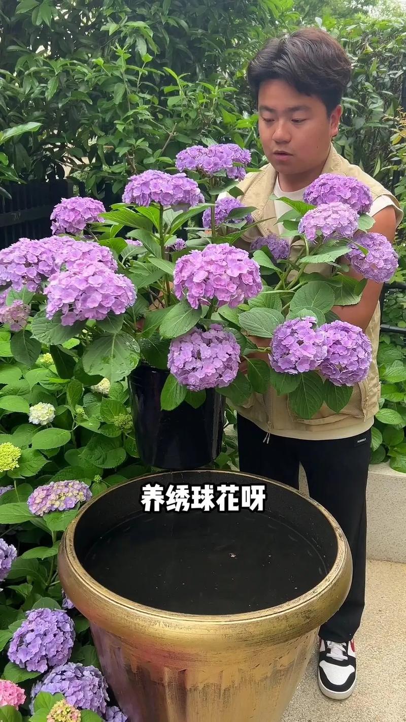 室内绣球这么养？室内 绣球？-第4张图片-优品飞百科