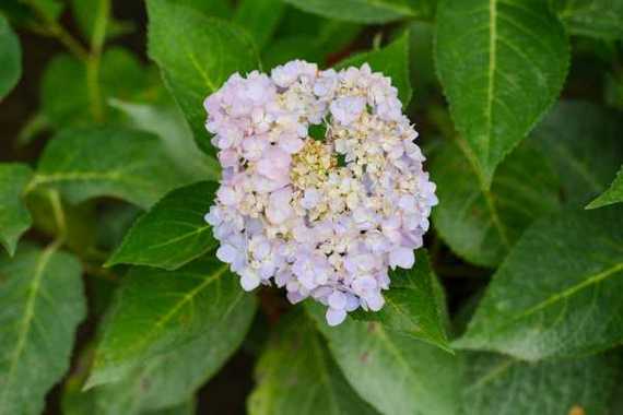 室内绣球这么养？室内 绣球？-第5张图片-优品飞百科