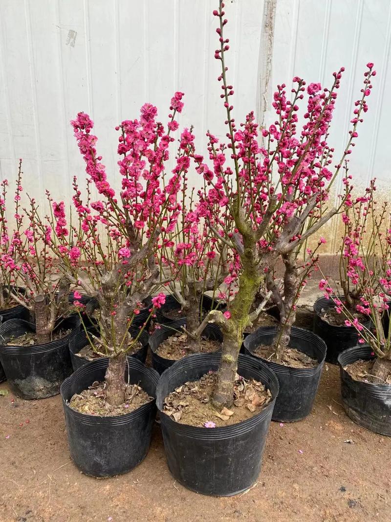 梅花用什么土栽培，梅花用什么土壤养殖？