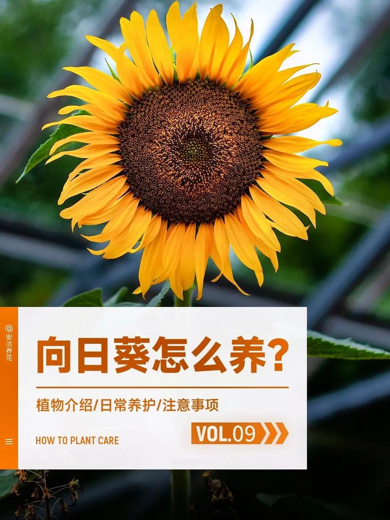 向日葵怎么养，向日葵怎么养才不会枯萎