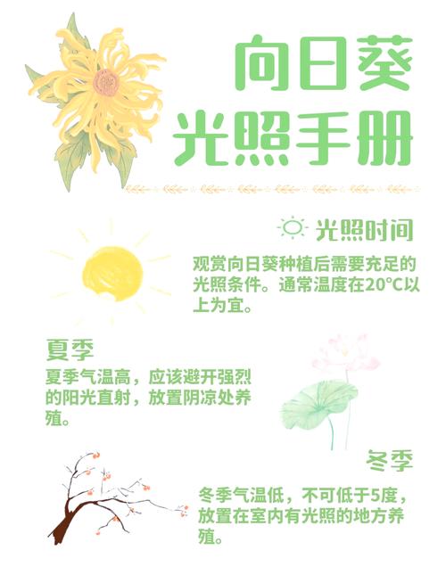 向日葵怎么养，向日葵怎么养才不会枯萎-第2张图片-优品飞百科