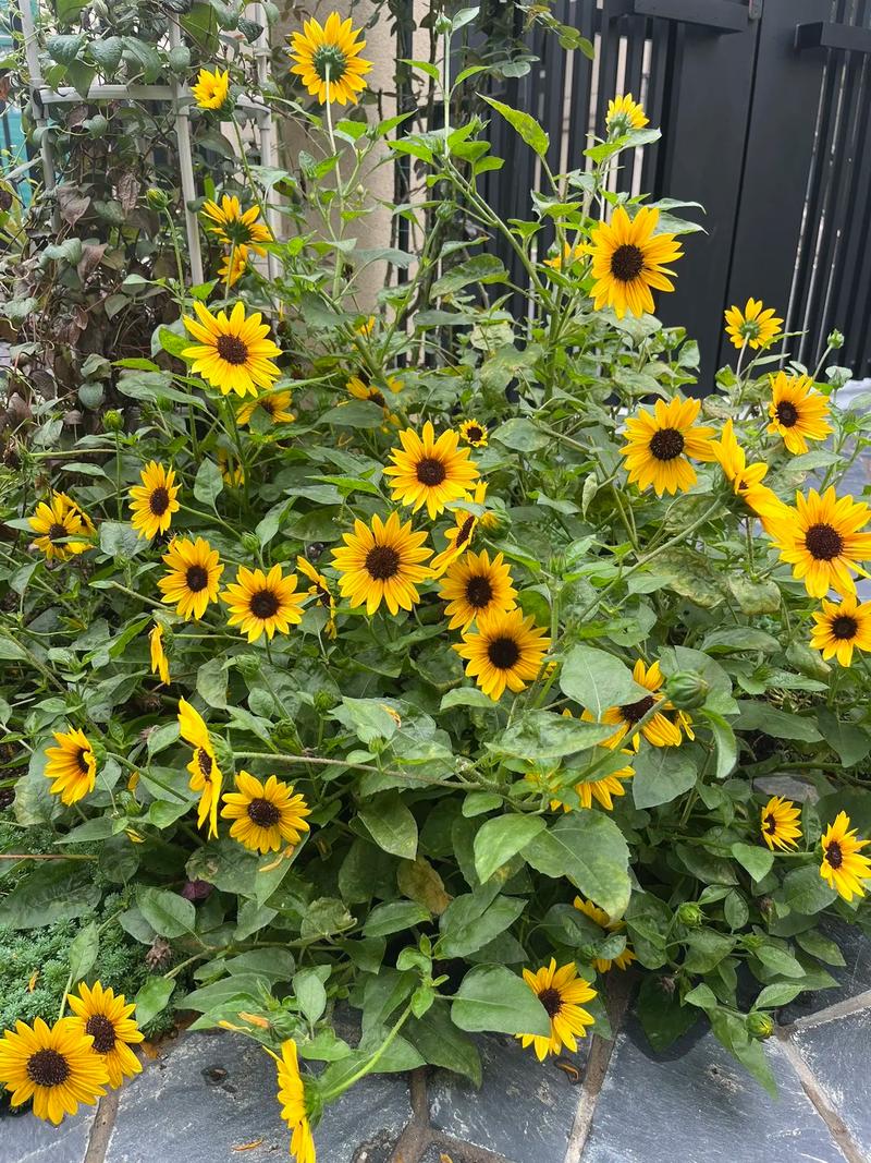 向日葵怎么养，向日葵怎么养才不会枯萎-第3张图片-优品飞百科