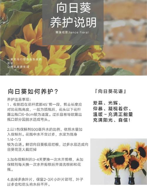 向日葵怎么养，向日葵怎么养才不会枯萎-第4张图片-优品飞百科