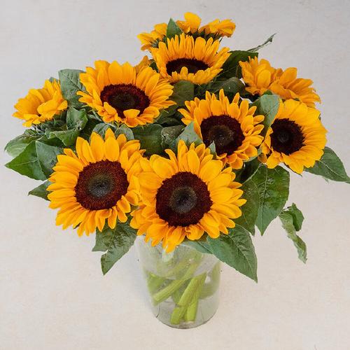 向日葵怎么养，向日葵怎么养才不会枯萎-第6张图片-优品飞百科