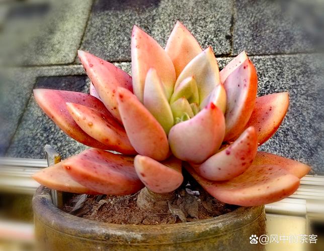 一片叶就能爆满盆，一片叶子的绿植是什么？